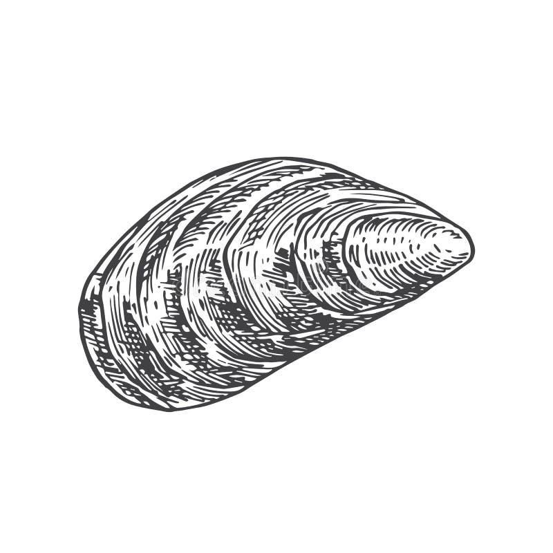 illustration de bande dessinee mollusque moule vecteur du zoologie aquarium 56316557 coloriage animaux la mer