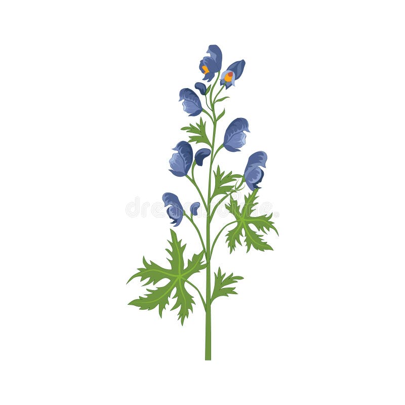 Aconite Wild Flower Hand Drawn Detailed Illustration. Plant Realistic Artistic Drawing Isolated On White Background. Aconite Wild Flower Hand Drawn Detailed Illustration. Plant Realistic Artistic Drawing Isolated On White Background.