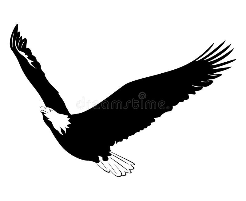 Illustration of an eagle flying on white background. Drawing feedback illustrations