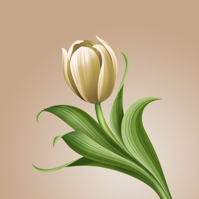 Illustration florale de vintage blanc de tulipe, élément d'isolement de conception de fleur illustration libre de droits Illustration florale de vintage blanc de tulipe, élément d'isolement de conception de fleur illustration libre de droits