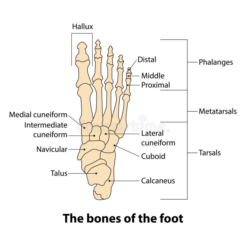 Illustration Foot Bone. the Bones of the Foot Stock Vector ...