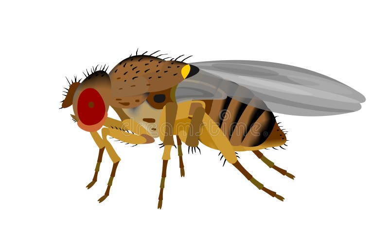 Illustration of a Fruit Fly, Drosophila Stock Vector - Illustration of macro, background: 149191279 Illustration of a Fruit Fly, Drosophila Stock Vector - Illustration of macro, background: 149191279