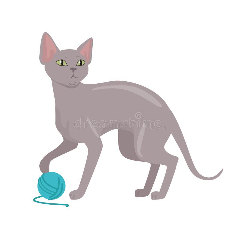 Illustration för design för lägenhet för Peterbald kattvektor. Peterbald kattavel Gullig skallig katt som spelar med illustrationen för garnnystanlägenhetvektor som isoleras på vit bakgrund Fullblodhusdjur Inhemskt vän- och följedjur För älsklings- shoppa annonsen, hobbybegrepp