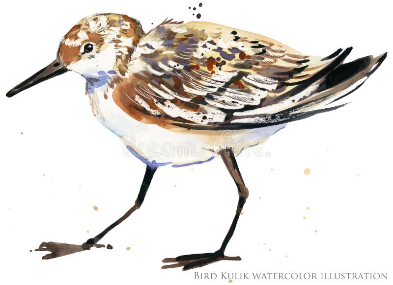 Illustration för vattenfärg för snäppavattenfågel