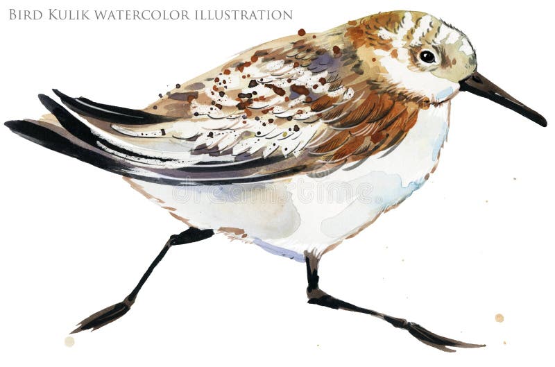Illustration för vattenfärg för snäppavattenfågel