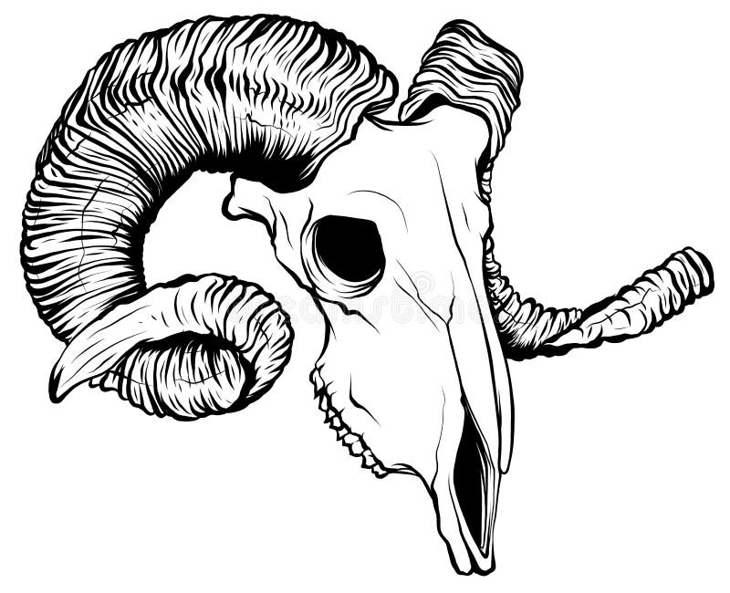 Skull of Goat with Big Horns Line Art Isolated Hand Drawn Tattoo Sketch
