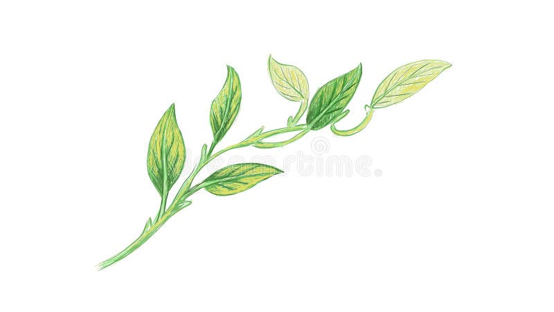 Featured image of post Golden Pothos Plant Drawing I always leave my pothos cuttings in water until they have at least one inch of roots