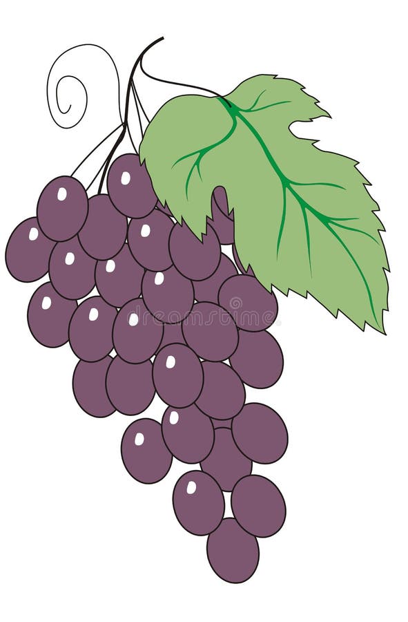 Illustration of grapes