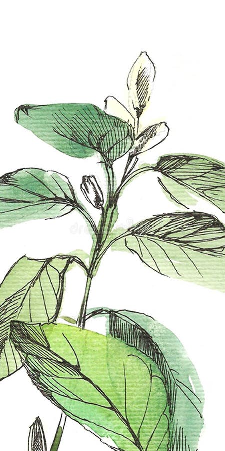 Illustration graphique des aquarelle iun floraux et des feuilles oranges