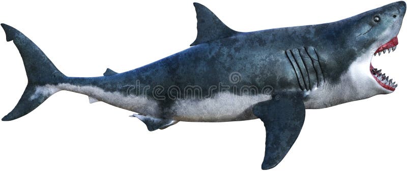 Great White Shark Attack Isolated royalty free illustration