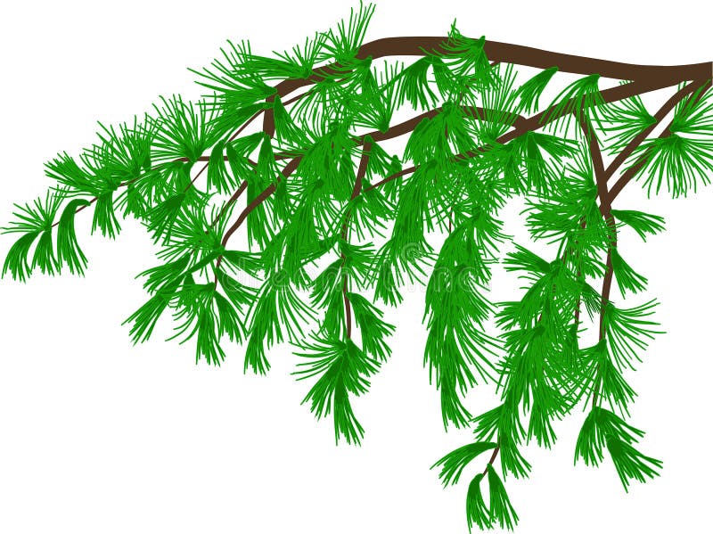 Pine Branches with Green Needles Stock Vector - Illustration of template,  decoration: 141359135