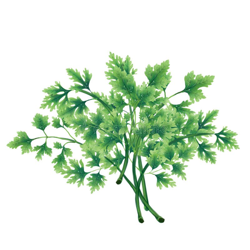 1,855 Parsley Illustration Stock Photos Free & RoyaltyFree Stock