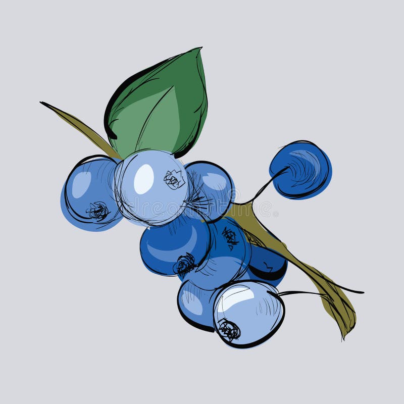 Illustration Of Hand Drawn Blueberry On Branch Stock Vector Image