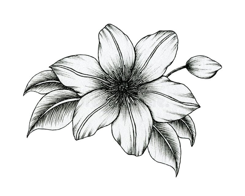 Flower Coloring Page Of Black And White Outline Clipart For Printing ...