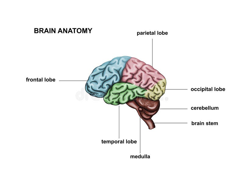 Healthy Human Brain. Anatomy Stock Illustration - Illustration of ...