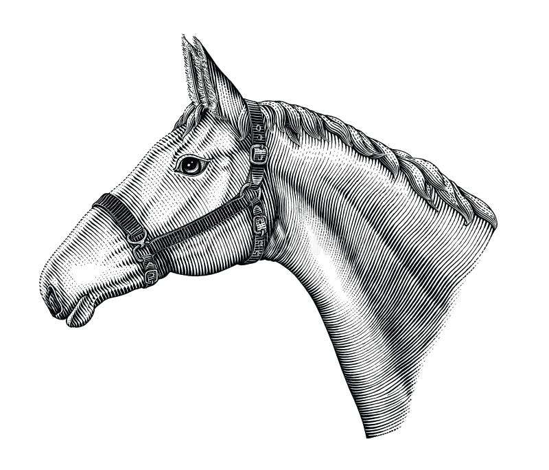 Illustration of horse head hand draw vintage engraving style black and white clip art isolated on white background
