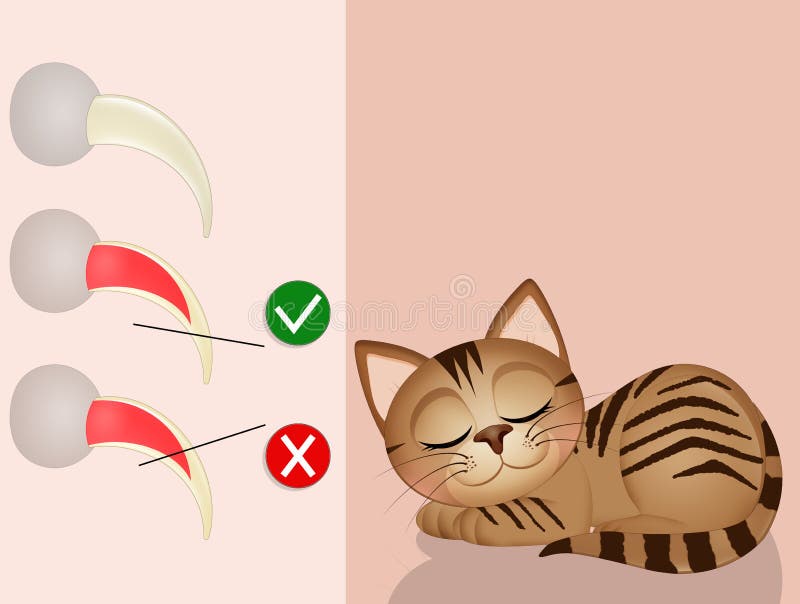 Illustration of How To Cut a Cat`s Nails Stock Illustration