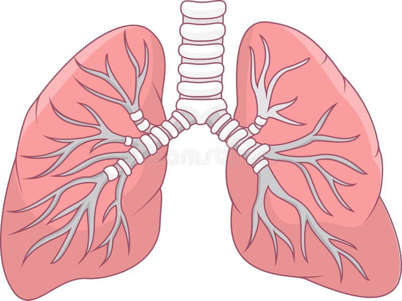 Human lung stock illustration Human lung stock illustration