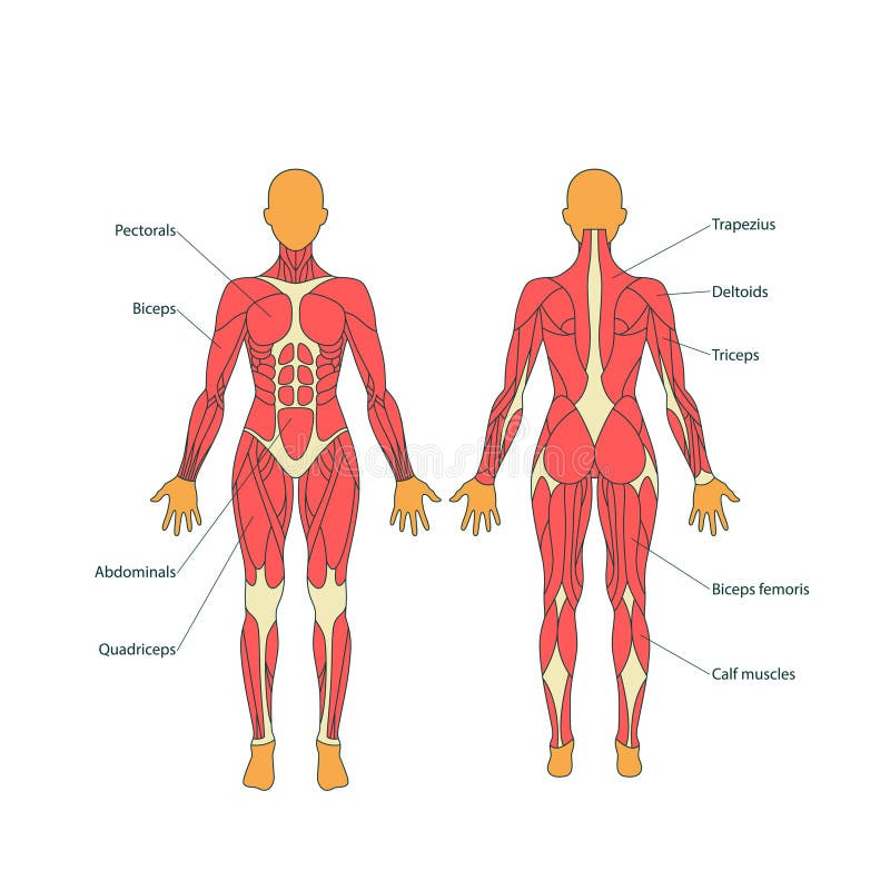 Biceps Exercise Chart For Men