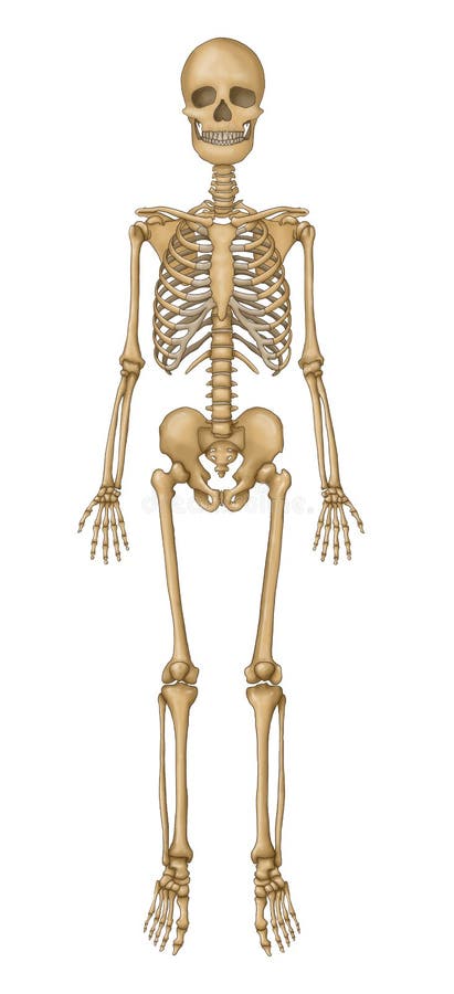 Unlabeled Skeleton