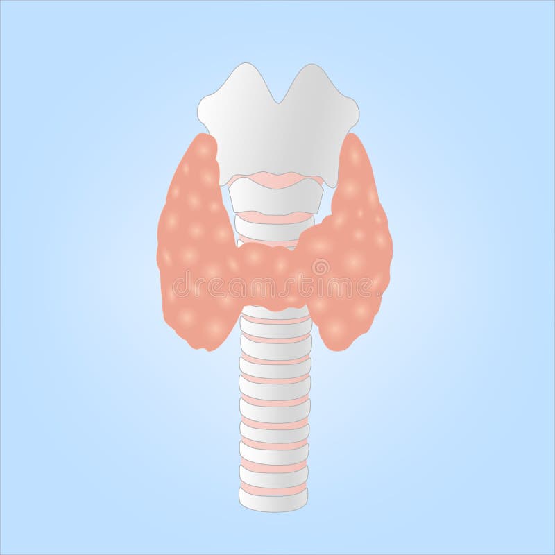Illustration of a Human Thyroid Gland vector illustration Illustration of a Human Thyroid Gland vector illustration