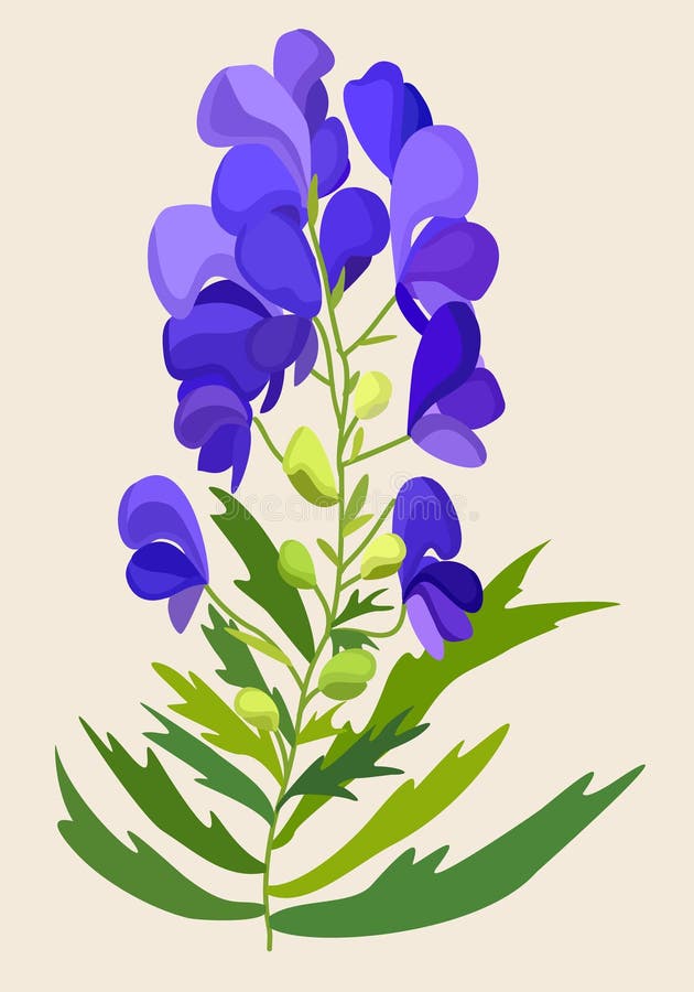 Vector illustration of blue aconite isolated on light background. Vector illustration of blue aconite isolated on light background.