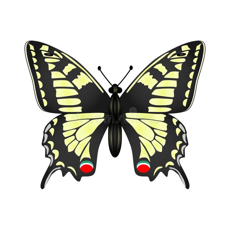Illustration jaune de vecteur de papillon d'isolement sur le backgroun blanc illustration libre de droits