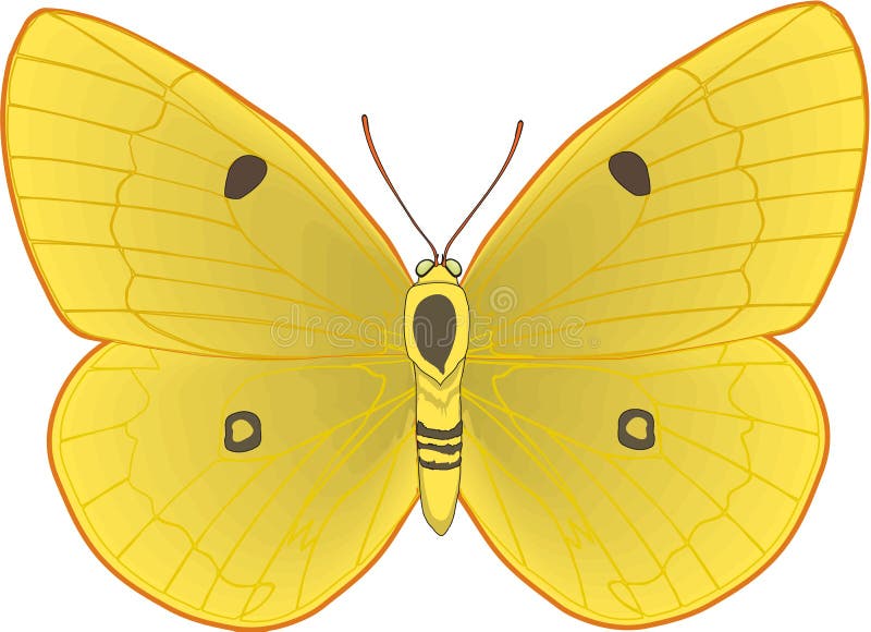 Illustration jaune opacifiée de papillon illustration de vecteur
