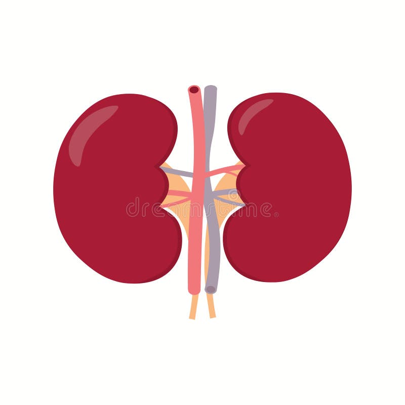 Illustration of Left and Right Kidney. Human Internal Organ Stock ...