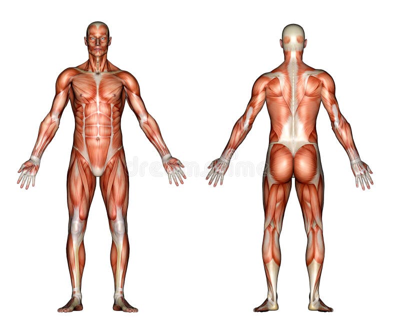 Muscle female back stock illustration. Illustration of muscles - 14370014