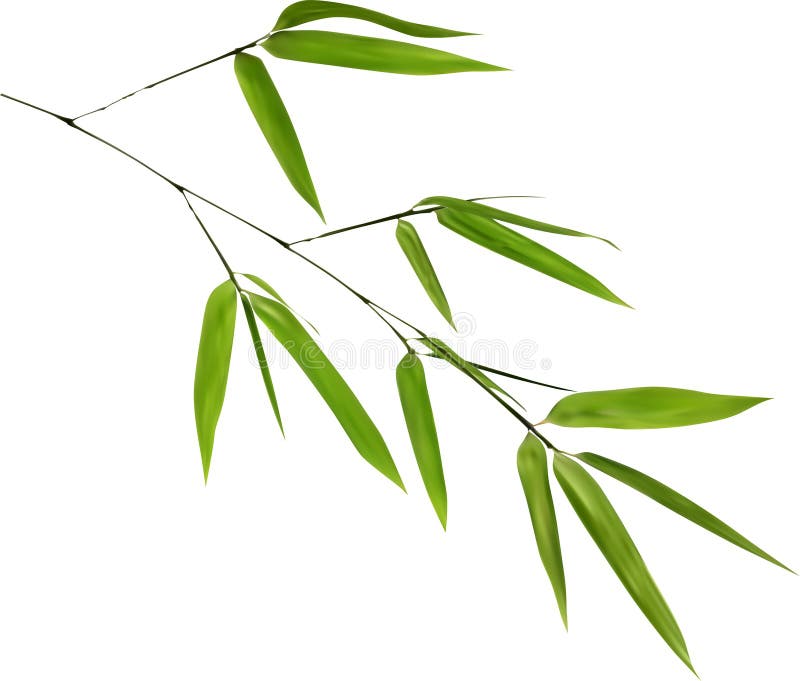 Illustration with green bamboo branch isolated on white bacground. Illustration with green bamboo branch isolated on white bacground