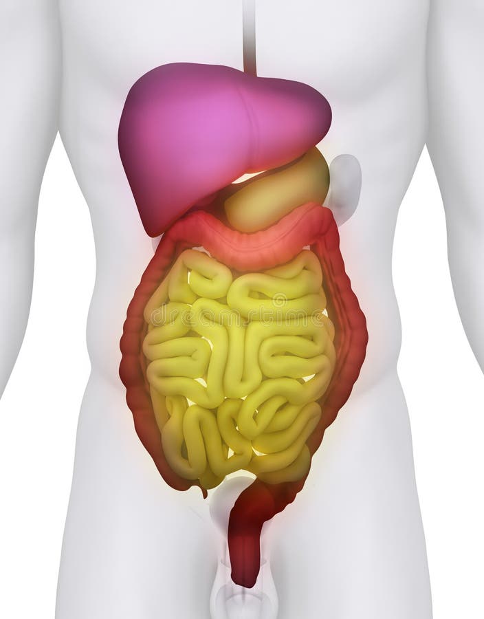 Illustration mâle d'anatomie de SYSTÈME DIGESTIF illustration stock Illustration mâle d'anatomie de SYSTÈME DIGESTIF illustration stock