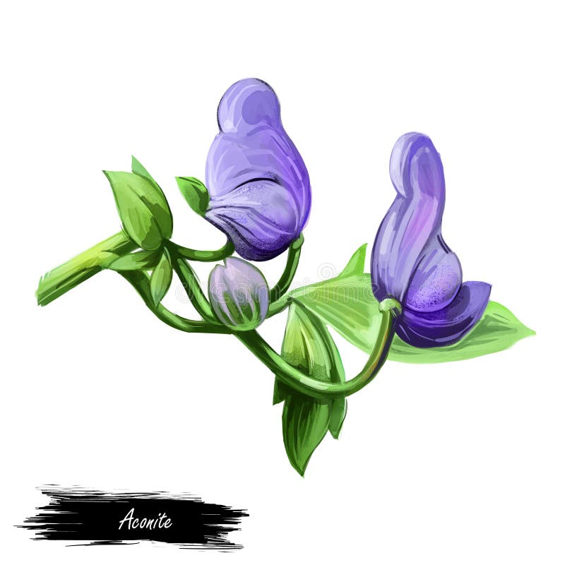 Aconite monkshood, wolfsbane, aconitum digital art illustration. Aconitum leopards bane, mousebane, womens bane, devils helmet, queen of poisons, blue rocket. Blooming blue flowers and green leaves. Aconite monkshood, wolfsbane, aconitum digital art illustration. Aconitum leopards bane, mousebane, womens bane, devils helmet, queen of poisons, blue rocket. Blooming blue flowers and green leaves