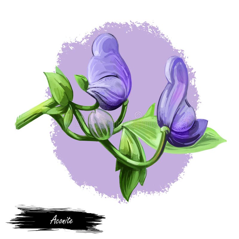 Aconite monkshood, wolfsbane, aconitum digital art illustration. Aconitum leopards bane, mousebane, womens bane, devils helmet, queen of poisons, blue rocket. Blooming blue flowers and green leaves. Aconite monkshood, wolfsbane, aconitum digital art illustration. Aconitum leopards bane, mousebane, womens bane, devils helmet, queen of poisons, blue rocket. Blooming blue flowers and green leaves