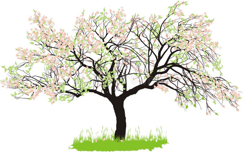 Apple tree in spring