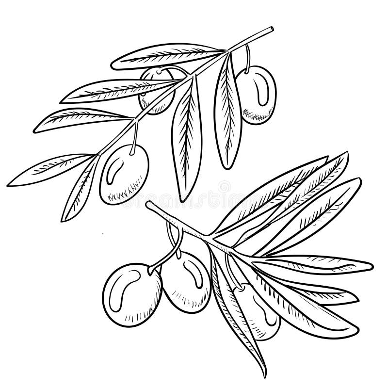olive coloring page