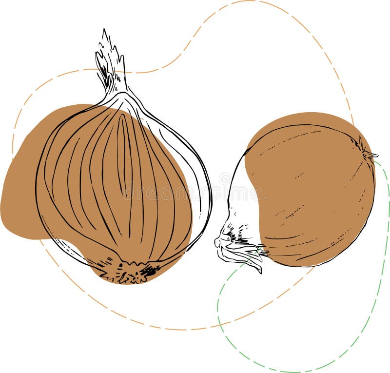 Illustration onion contour and color accents royalty free illustration