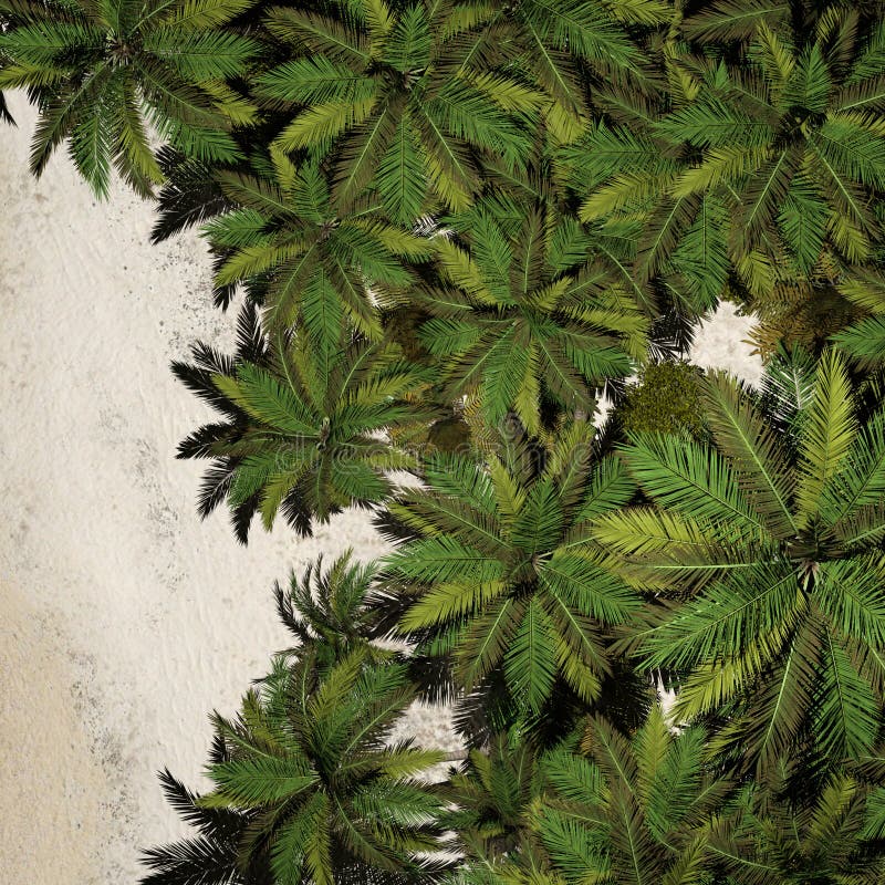 Illustration of an Overhead View of Palm Trees on a Beach Stock Illustration Illustration of
