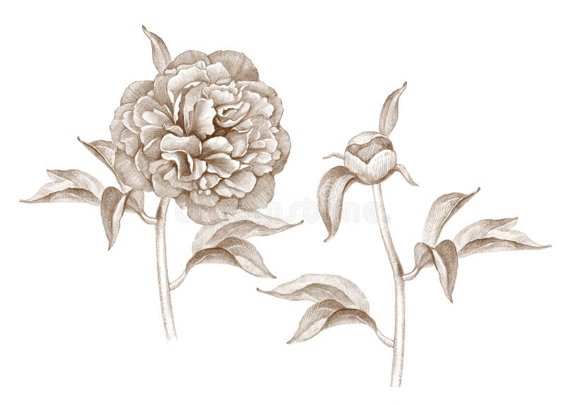 Illustration of peony flower