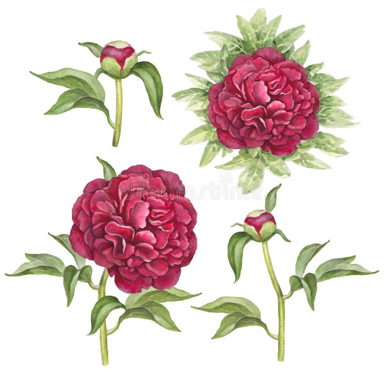 Illustration of peony flowers
