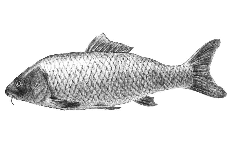 Featured image of post How To Draw Realistic Fish Scales I hope you made a realistic drawing