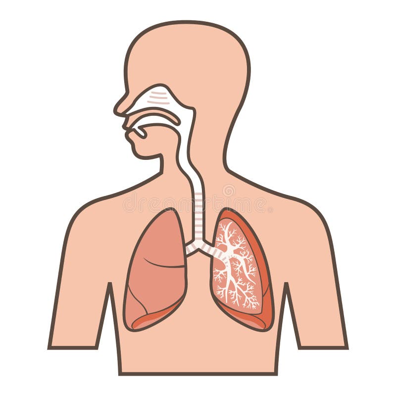 a) Draw a labelled diagram of human respiratory system.(b) Explain the  transportation of oxygen and carbon dioxide in human beings.