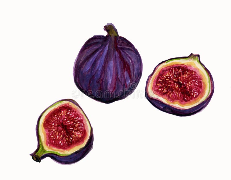 Illustration of Ripe Fresh Figs.