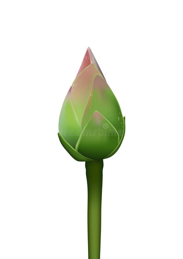 Illustration réaliste du lotus rose 3d avec vecteur de chute d'eau