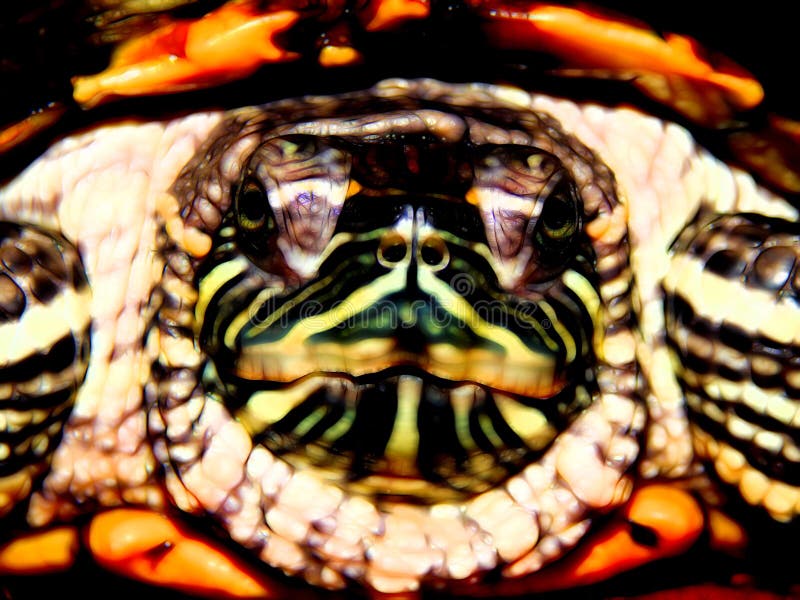 An illustration of a sea turtle royalty free stock images