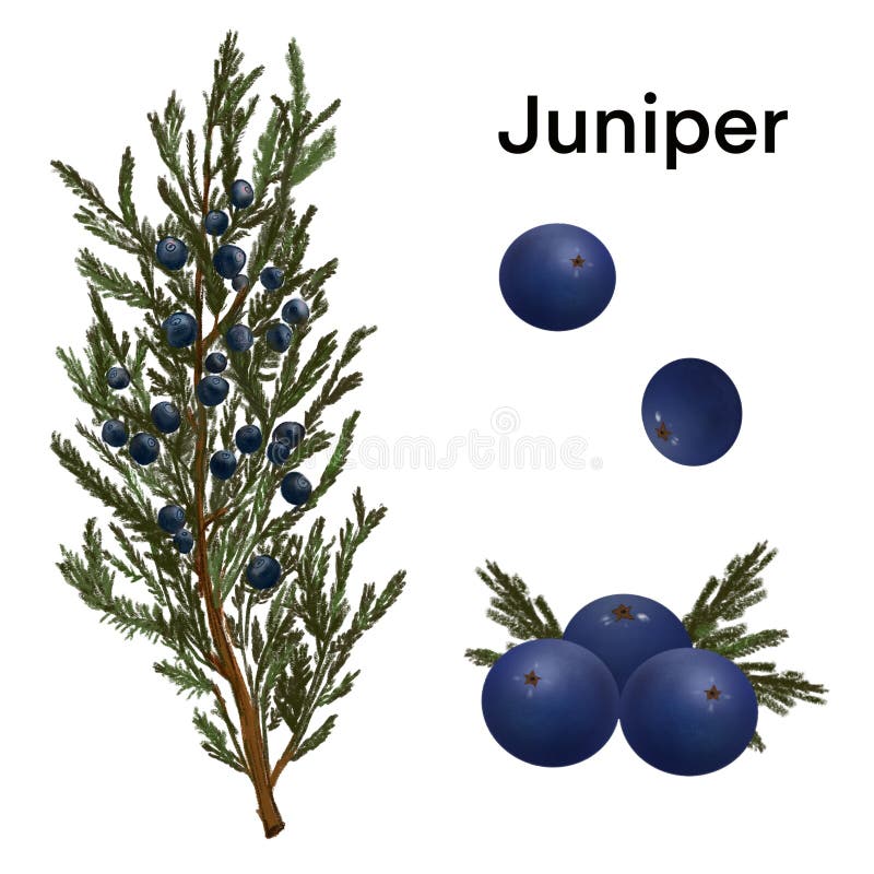 Illustration Set of Juniper Berries Stock Illustration Illustration