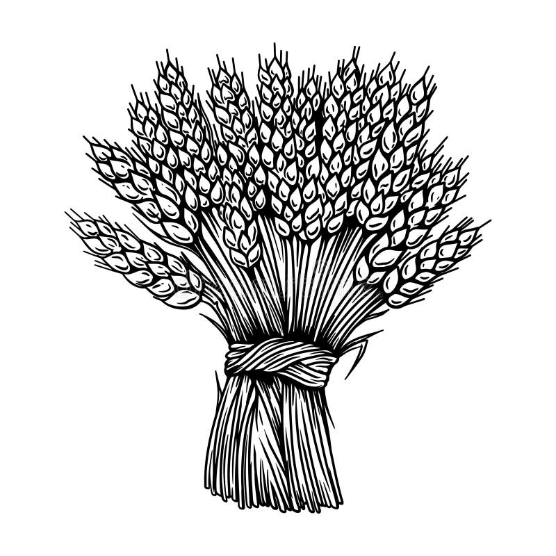Illustration of Sheaf of Wheat in Engraving Style. Design Element for