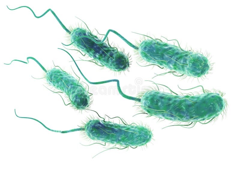 Escherichia coli bacteria E. coli. Scientifically accurate 3D illustration