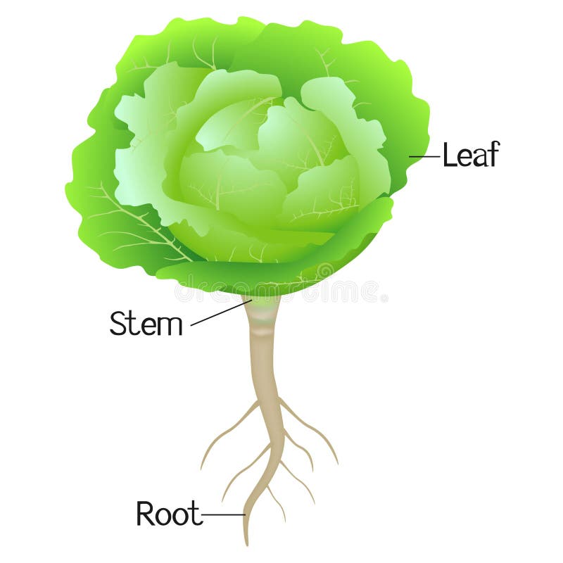 An Illustration Showing Parts of a Cabbage Plant. Stock Vector