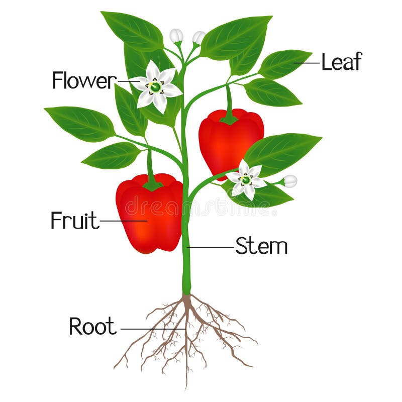 An illustration showing parts of a plant of red pepper.